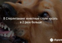 В Стерлитамаке животные стали кусать в 2 раза больше