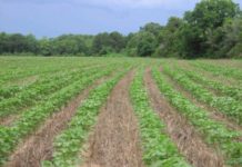 Будущее – за нулевой технологией!