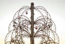 В Стерлитамаке «посадят» Дерево для новобрачных