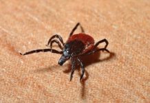 Сколько стоит проверить клеща в Стерлитамаке