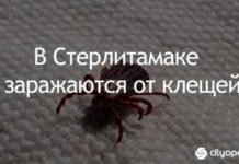В Стерлитамаке два человека заразились от клещей