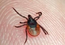 За сезон шесть человек в Стерлитамаке заразились от клещей