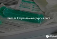 Жителя Стерлитамака укусил енот