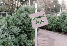 Определены места продажи елок в Стерлитамаке