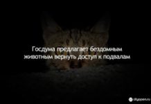 Госдума предлагает бездомным животным вернуть доступ к подвалам
