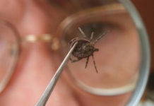 Клещи продолжают кусаться в Стерлитамаке