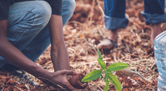 В Стерлитамаке посадят три тематические аллеи: 10 000 сосен, аллею юнармейцев и аллею голубых елей