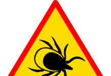 Растет число пострадавших от укусов клещей
