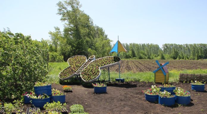 Клумбы Стерлитамака украсят цветы, выращенные в женской колонии-поселении