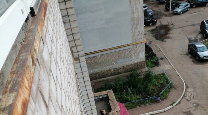 В Стерлитамаке собаку выкинули из окна. Полиция проводит проверку