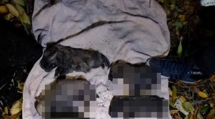 Определены причины смерти 11 щенков в Стерлитамаке