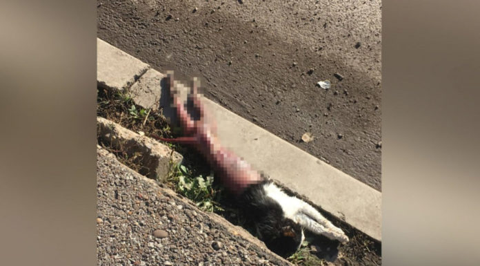 В Стерлитамаке зоозащитники обнаружили кошку без шкуры