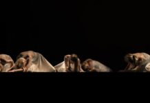 Театры Стерлитамака начали онлайн-показ спектаклей