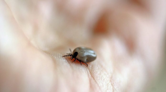 Клещи не спят: в Стерлитамаке с начала сезона обнаружено более 180 заразных паукообразных