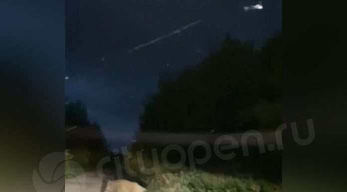 По Стерлитамаку на выходных бегал дикий кабан