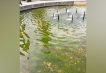 Жительница Стерлитамака пожаловалась на цветущие плесневелые фонтаны