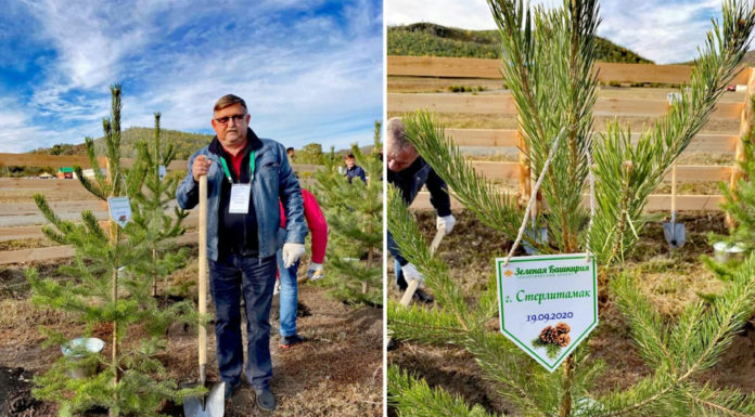 На аллее «Башкортостан» появилось именное дерево Стерлитамака