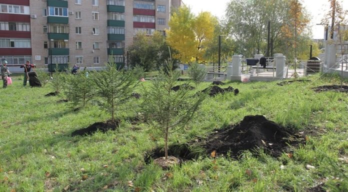 В Стерлитамаке высадили более 100 молодых деревьев