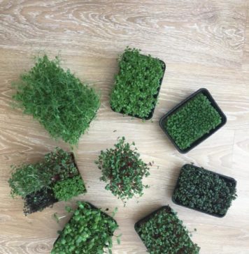 «Полезный бизнес». В Стерлитамаке семейная ферма «Микрозелень» отметила годовщину