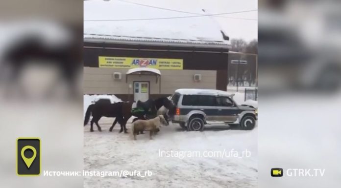 В Стерлитамаке лошадей привязали к движущемуся автомобилю