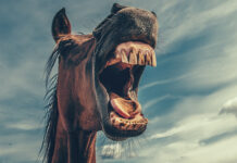 В Стерлитамаке человека покусала «лошадь неизвестная»