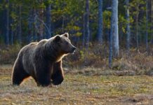 Дикие звери вновь выходят к людям: в Стерлитамакском районе заметили медведя