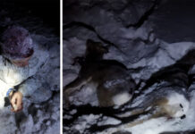 Житель Стерлитамакского района незаконно застрелил двух косуль