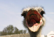 Возле шихана Торатау содержались страусы и верблюды без лицензии и с нарушениями ветеринарно-санитарных правил