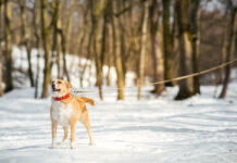 В Башкирии изменили дополнительные требования к содержанию домашних животных