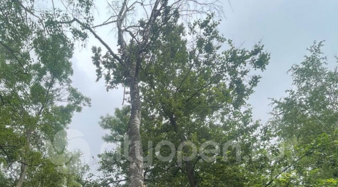 В парке Кирова в Стерлитамаке снесут сухостойные деревья
