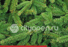 В Стерлитамаке утвержден окончательный перечень точек продажи новогодних елок в 2025 году