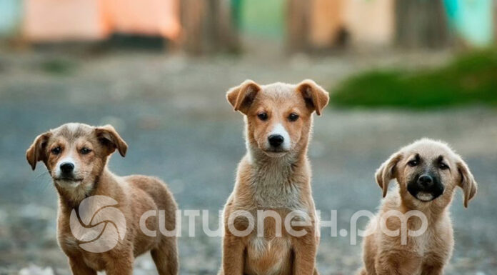 В Стерлитамаке снова растет число жалоб на бродячих собак